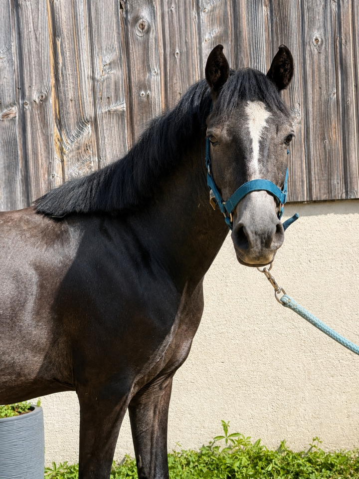 Poney Welsh PP