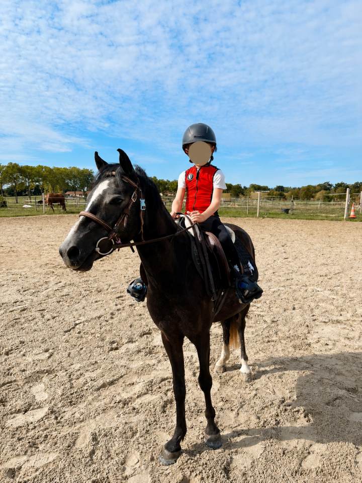 Poney Welsh PP