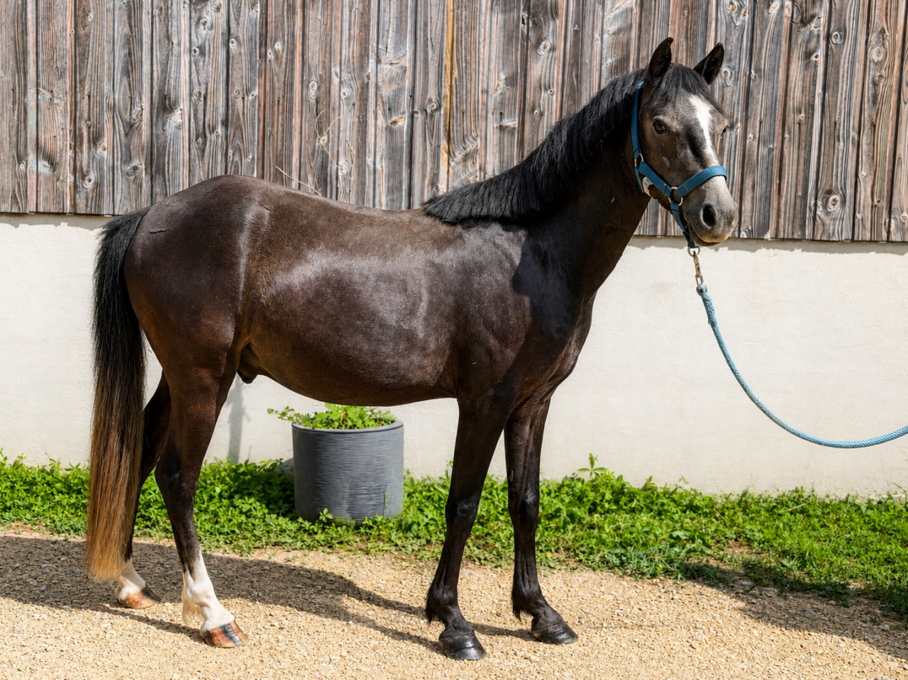 Poney Welsh PP