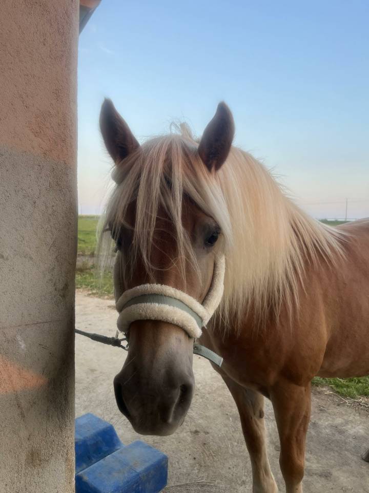 Jument haflinger 