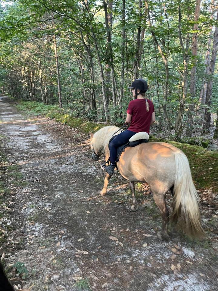 Jument haflinger 