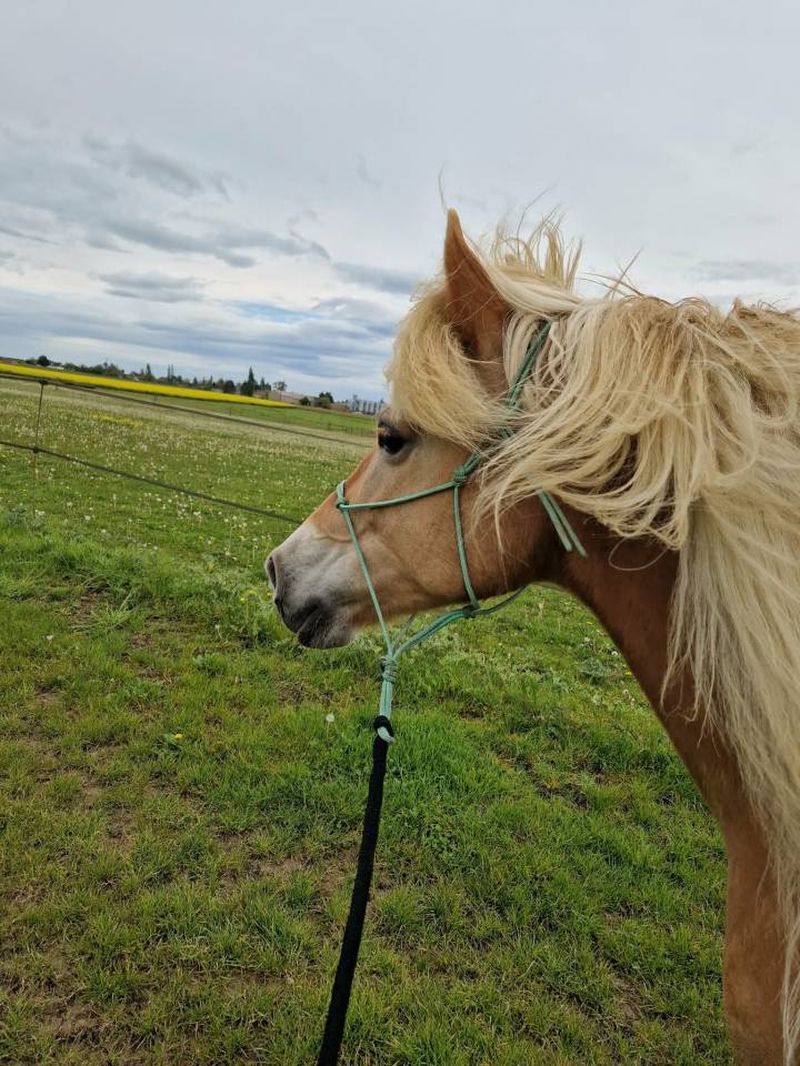 Jument haflinger 
