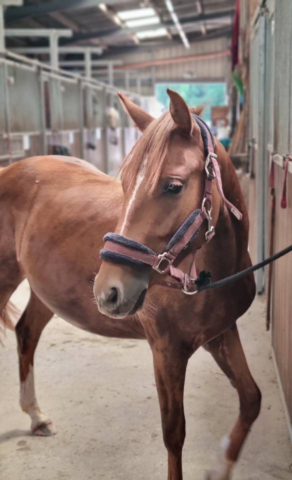 Ponette pouliche PFS sport