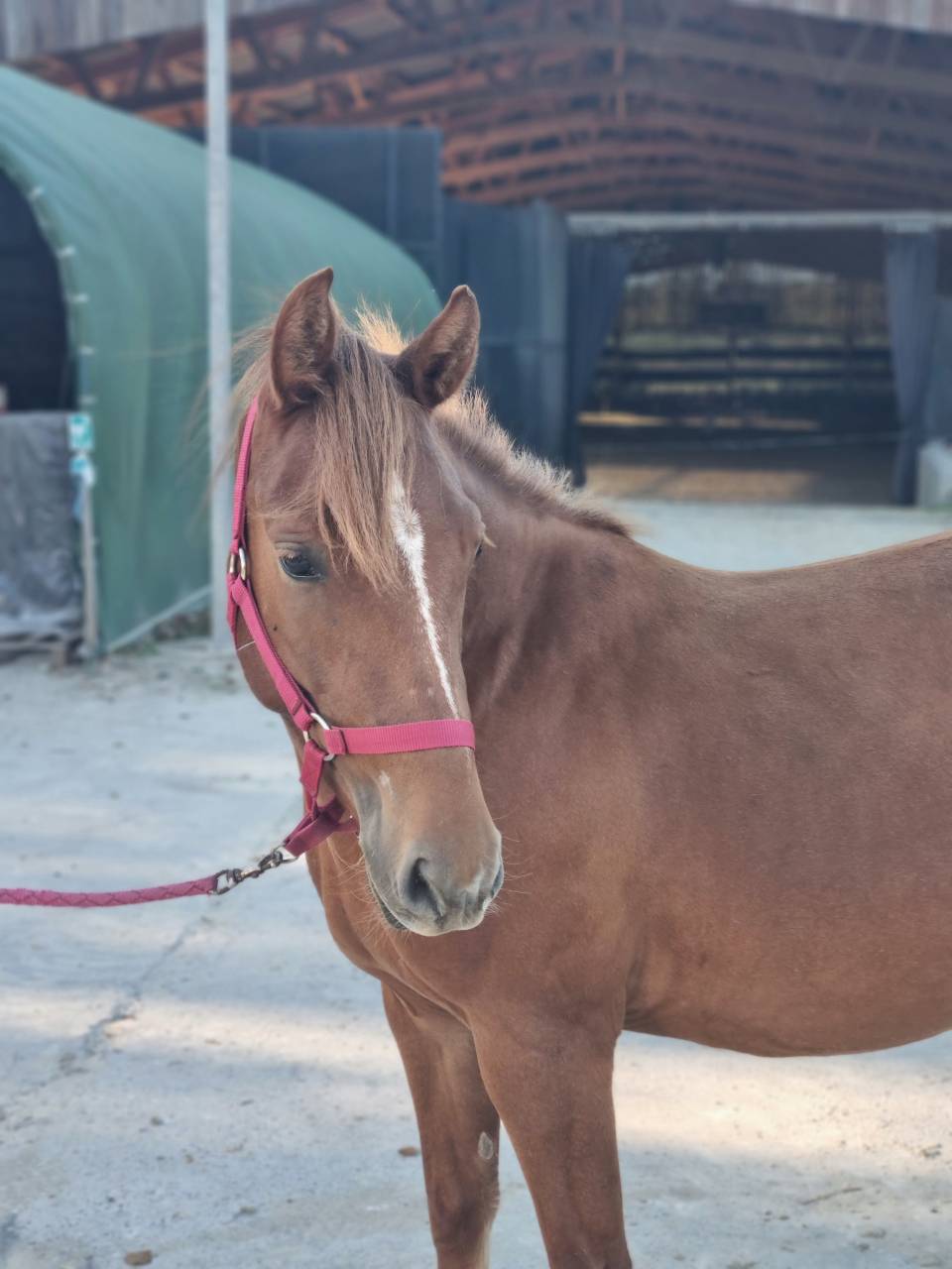 Ponette pouliche PFS sport