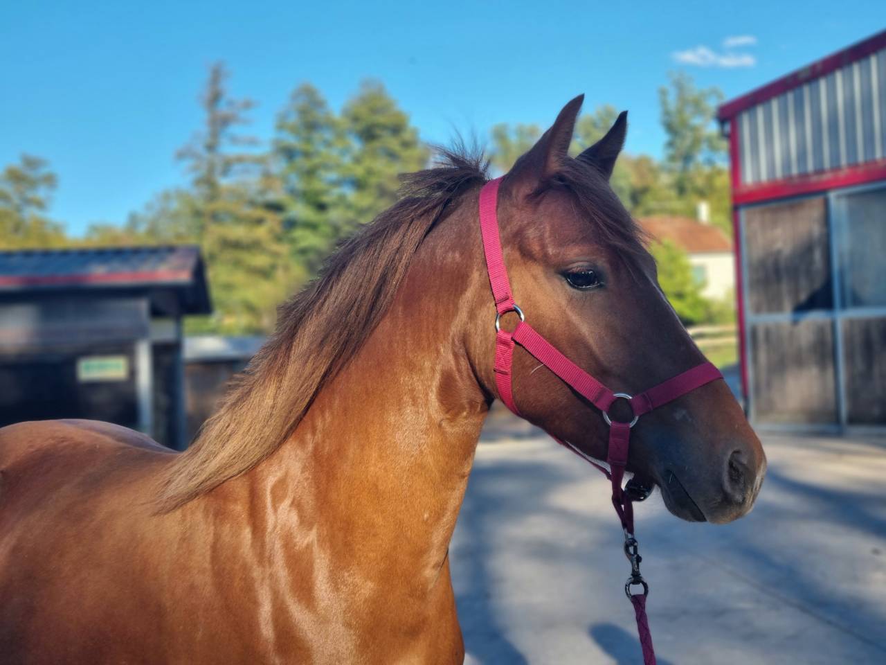 Ponette pouliche PFS sport