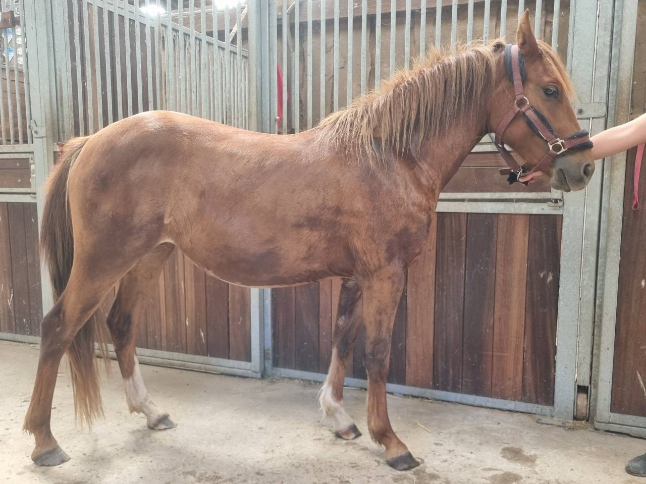 Ponette pouliche PFS sport