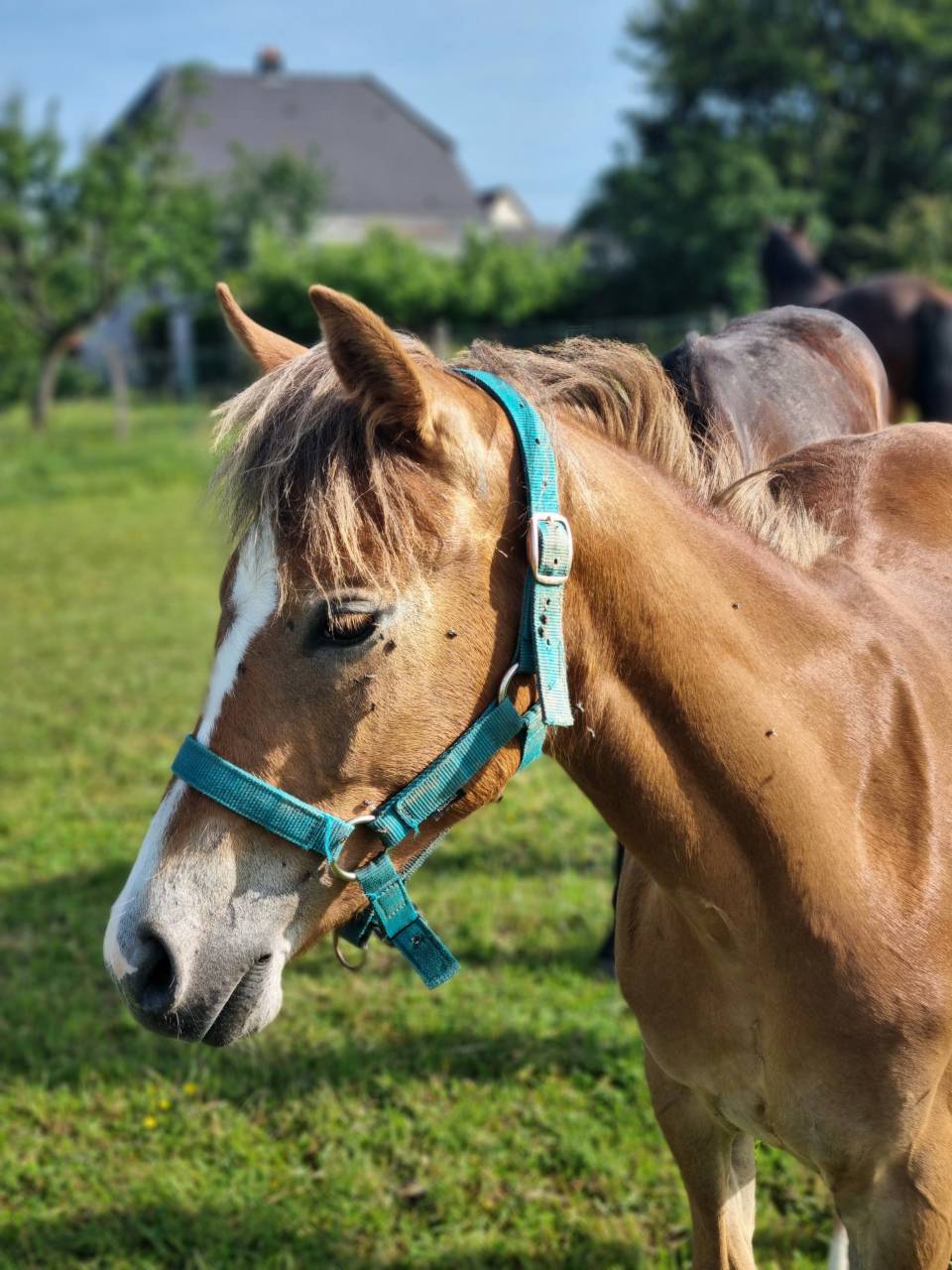 Ponette poney PFS 1 an