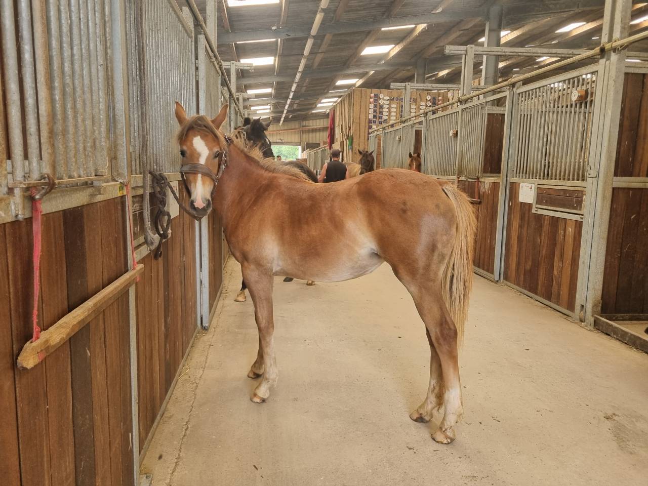 Ponette poney PFS 1 an