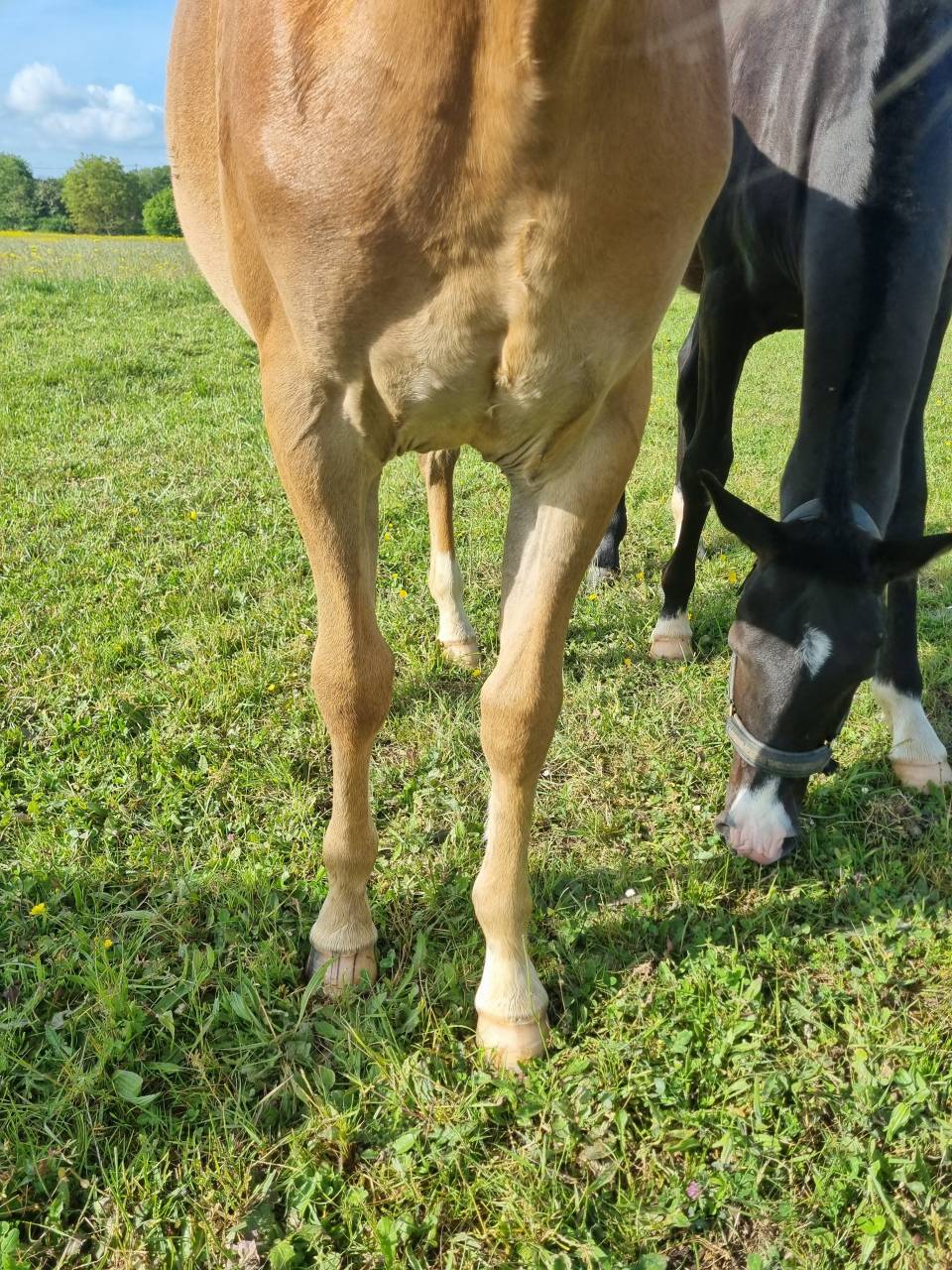 Ponette poney PFS 1 an