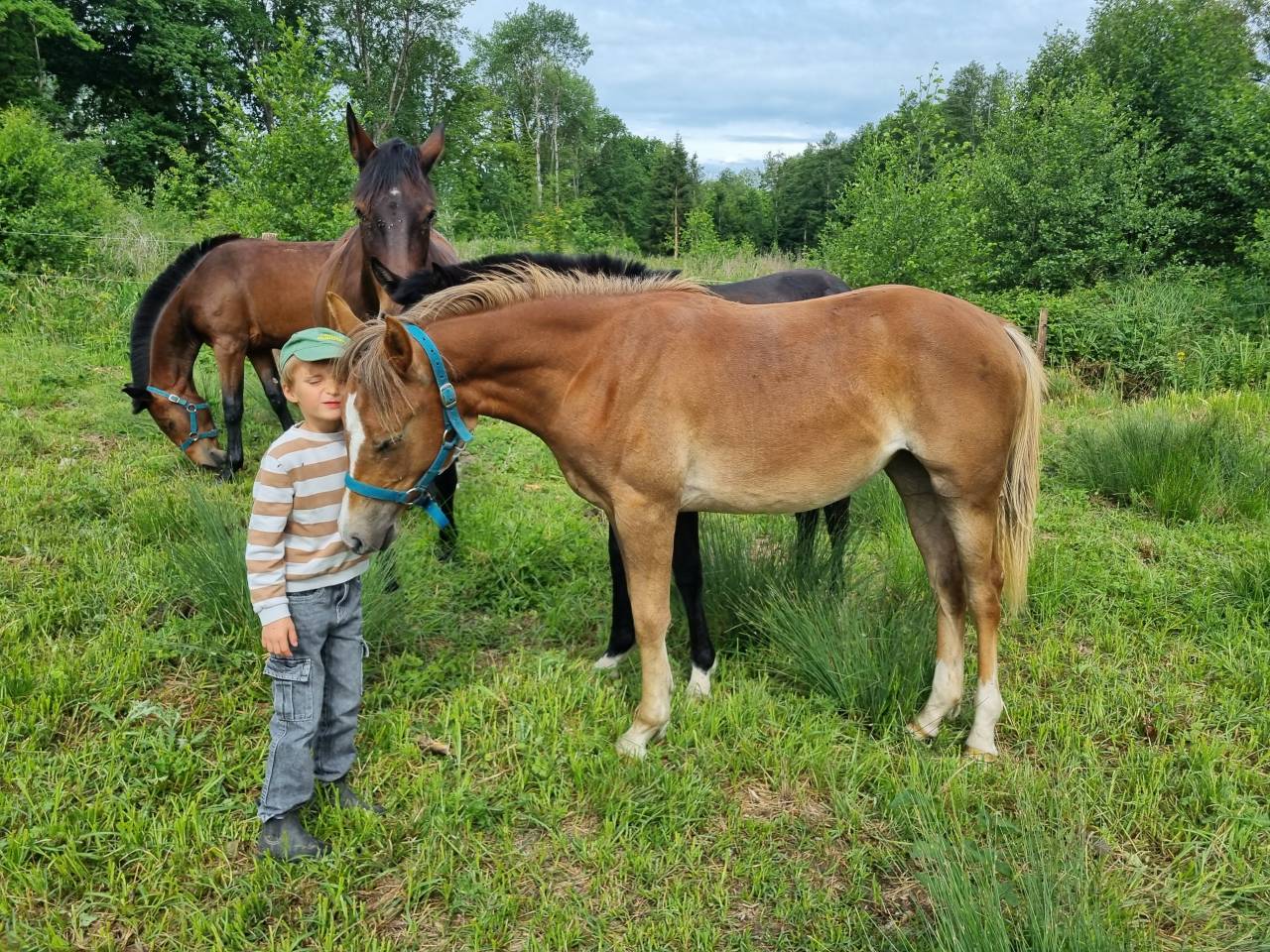 Ponette poney PFS 1 an