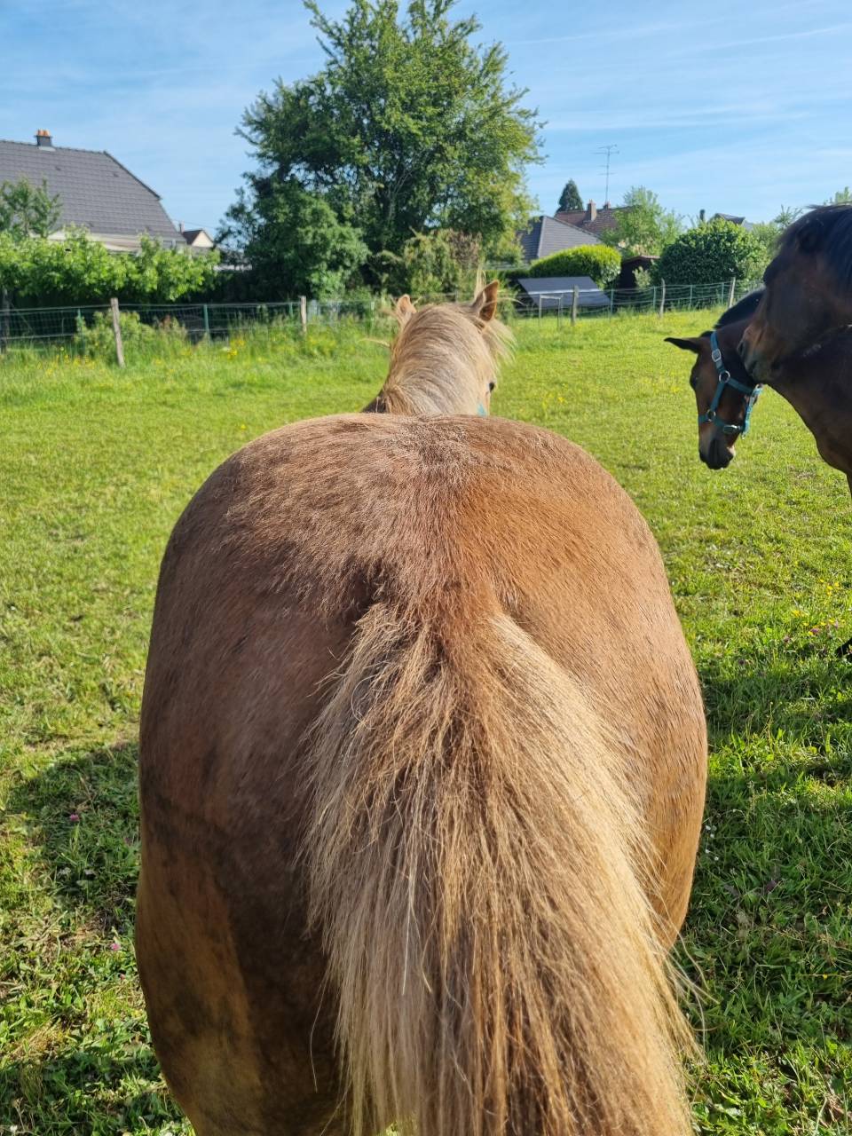 Ponette poney PFS 1 an