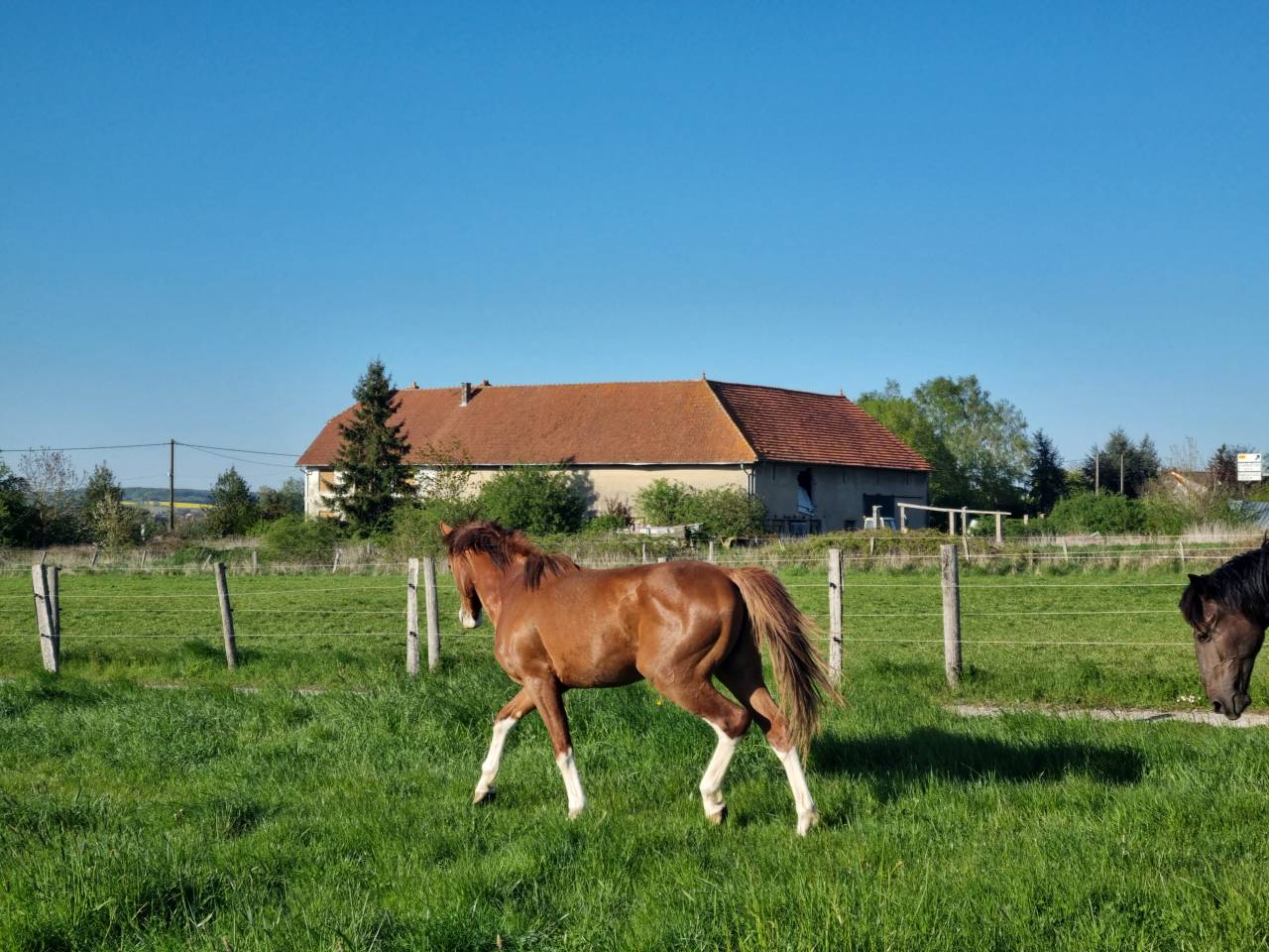 PFS hongre poulain sport