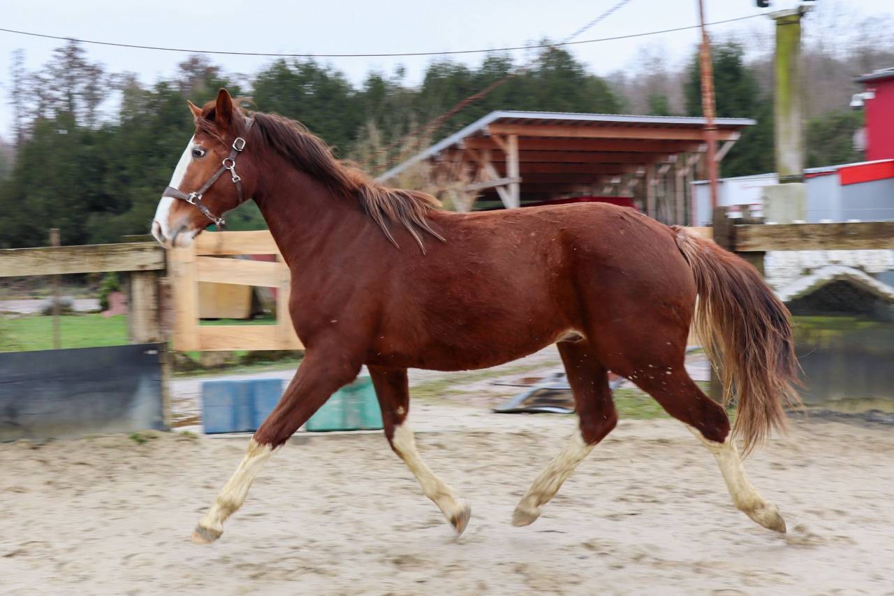 PFS hongre poulain sport
