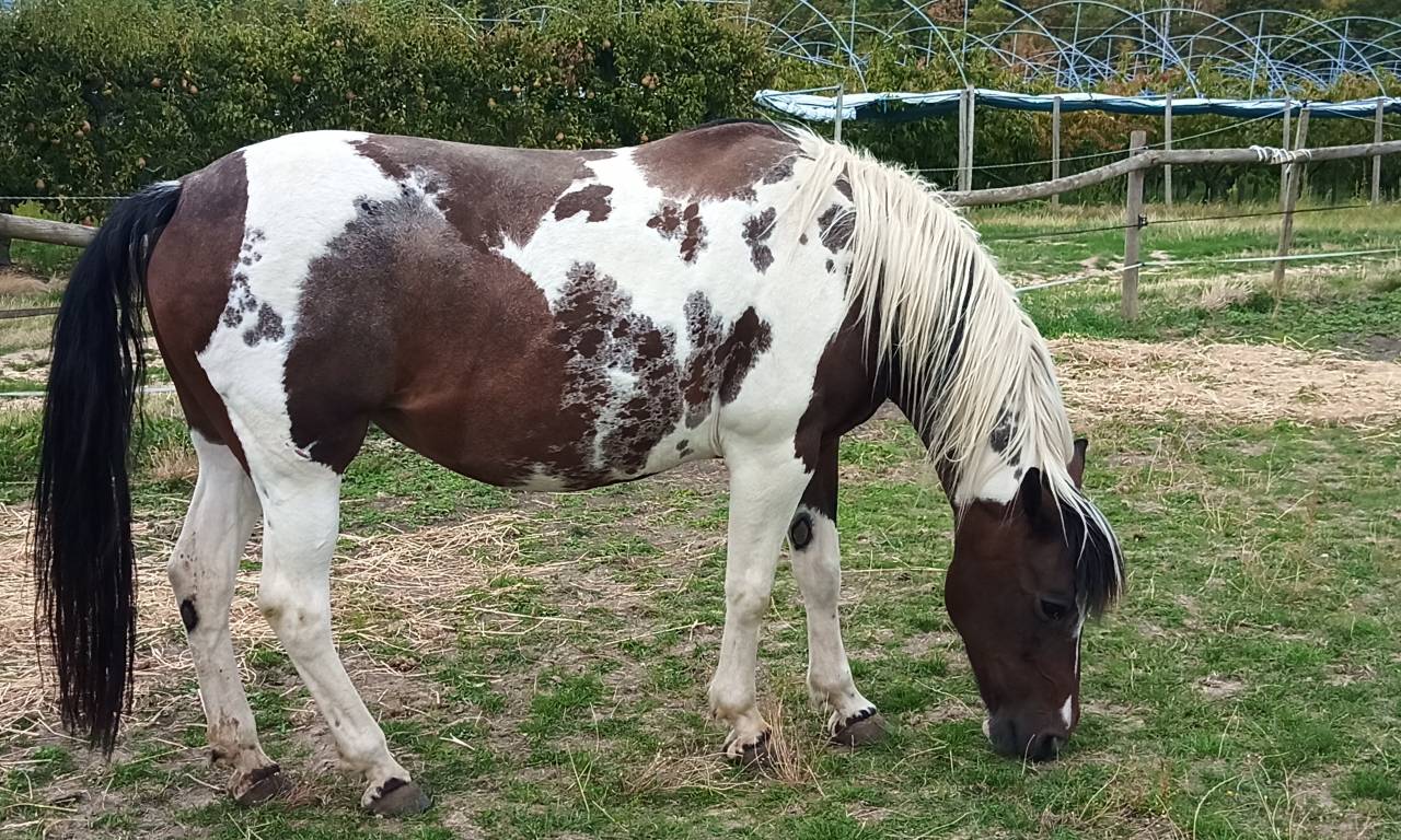 2 JUMENTS DE MEDIATION EQUINE A DONNER