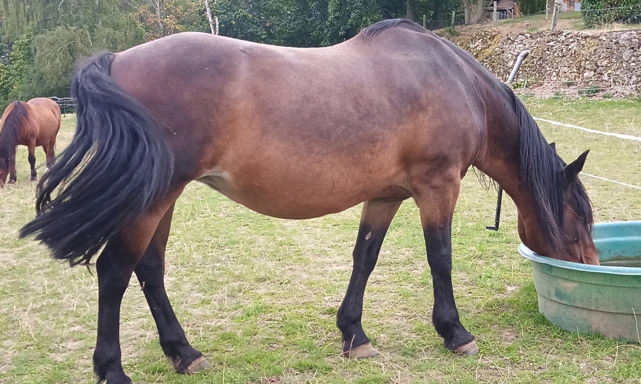 2 JUMENTS DE MEDIATION EQUINE A DONNER