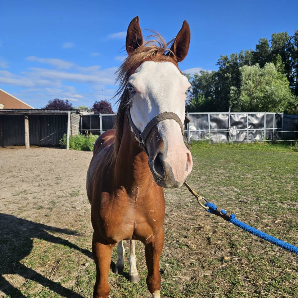 Poulain paint/Quarter Horse 