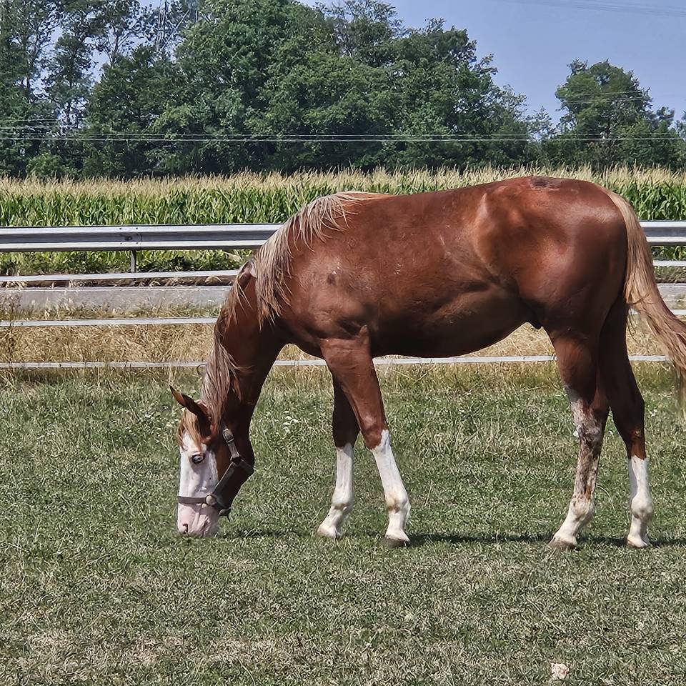 Poulain paint/Quarter Horse 