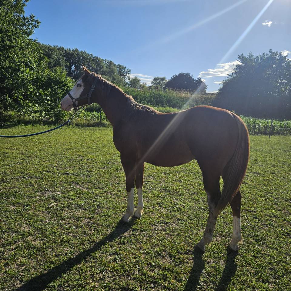 Poulain paint/Quarter Horse 