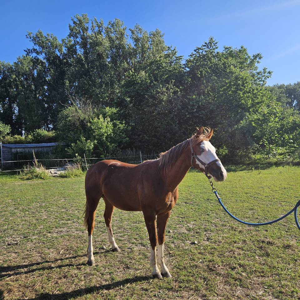 Poulain paint/Quarter Horse 