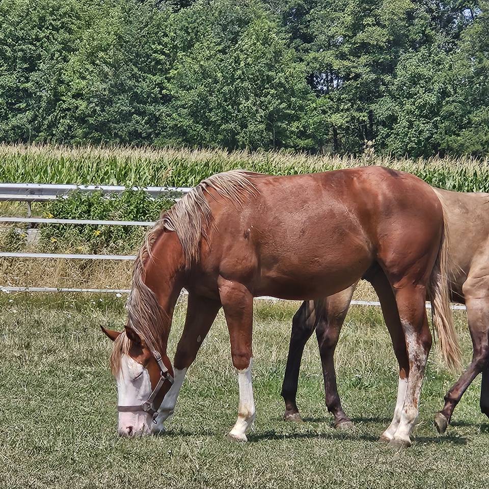 Poulain paint/Quarter Horse 