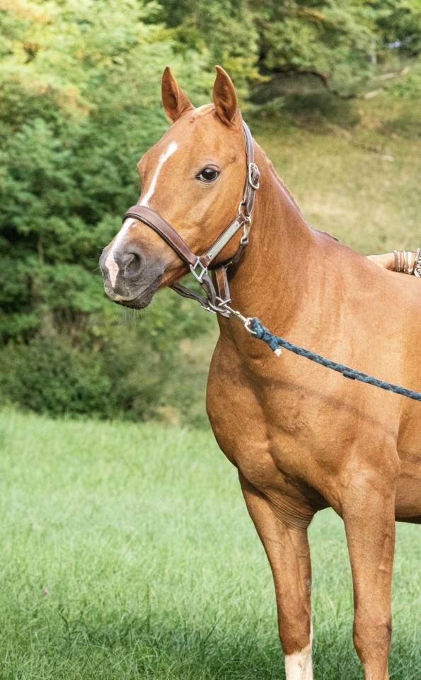 PONEY B