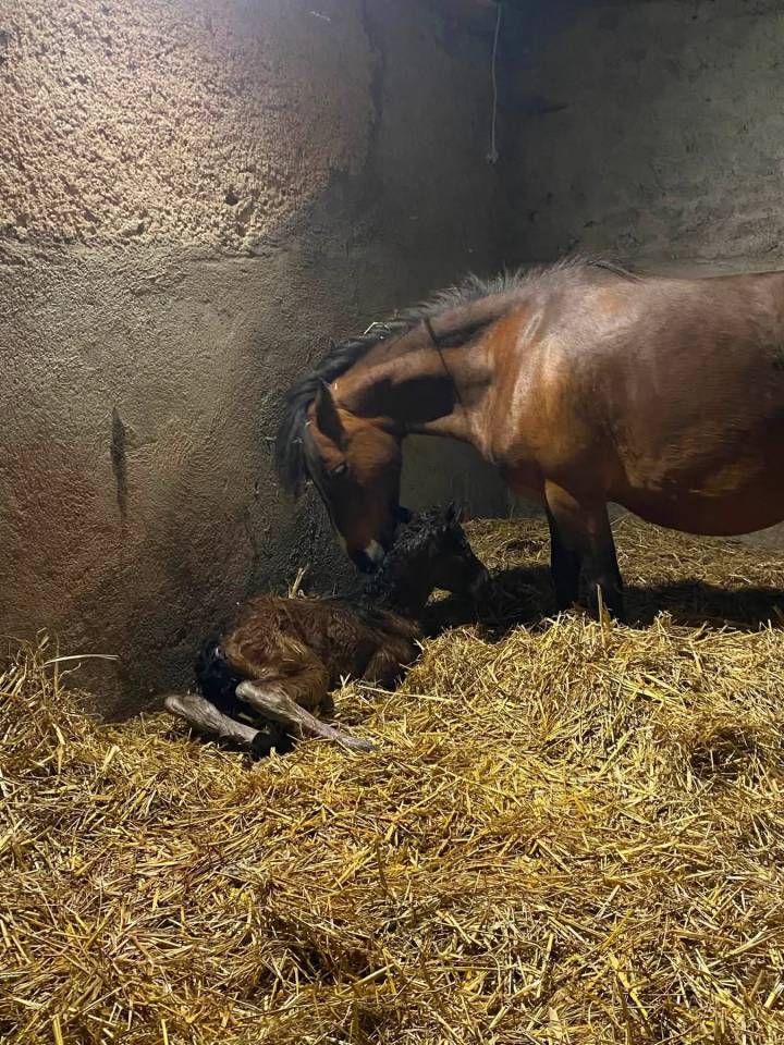 Ponette 9ans poulini&egrave;re pleine (d&eacute;bourr&eacute;e)