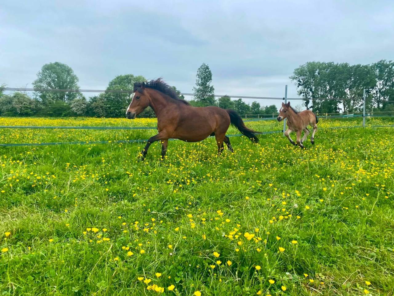 Ponette 9ans poulini&egrave;re pleine (d&eacute;bourr&eacute;e)