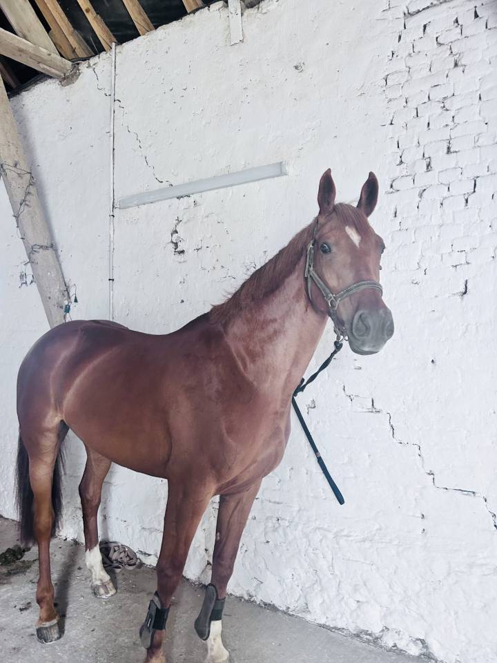 Jument SF, 11 ans , id&eacute;ale loisir et CSO 100-110