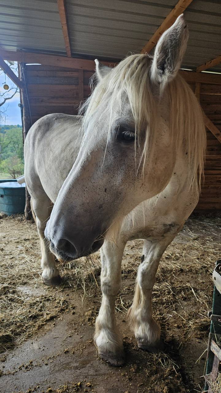 PERCHERON 