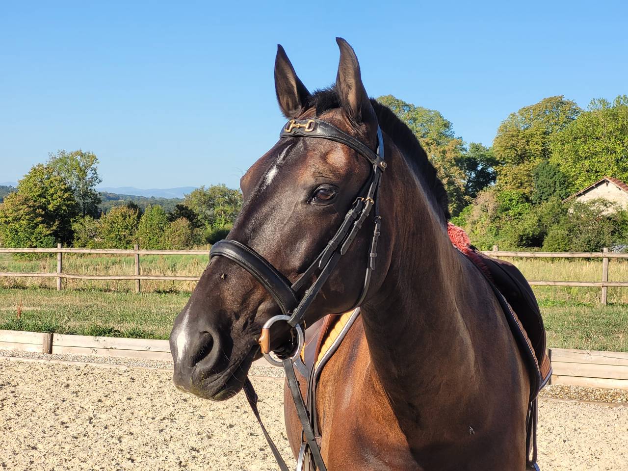 Cheval loisir et dressage