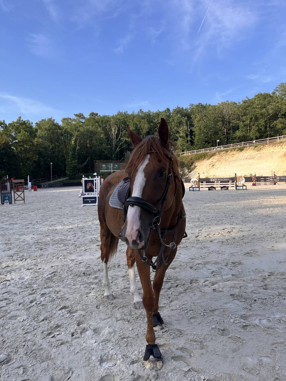 Demi Pension Cheval