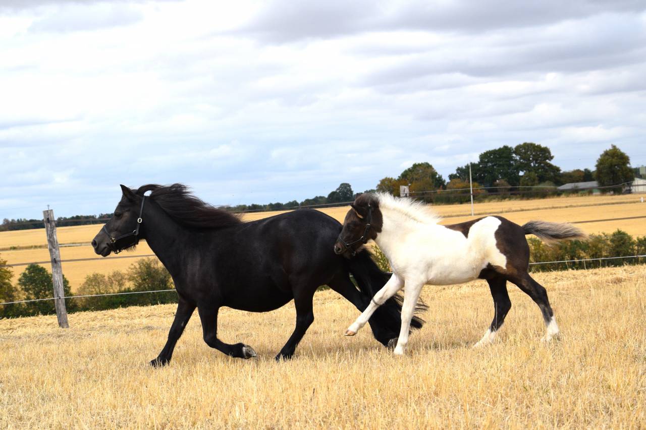 Poulini&egrave;re Shetland 8 ans