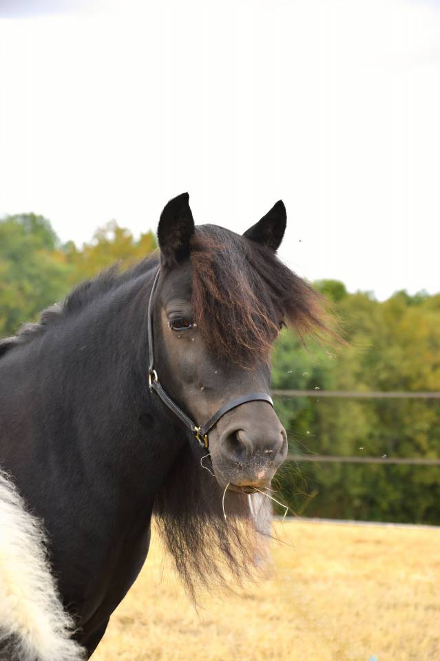 Poulini&egrave;re Shetland 8 ans