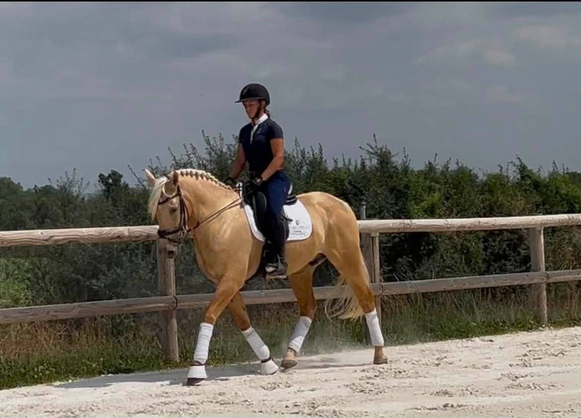 Superbe hongre 