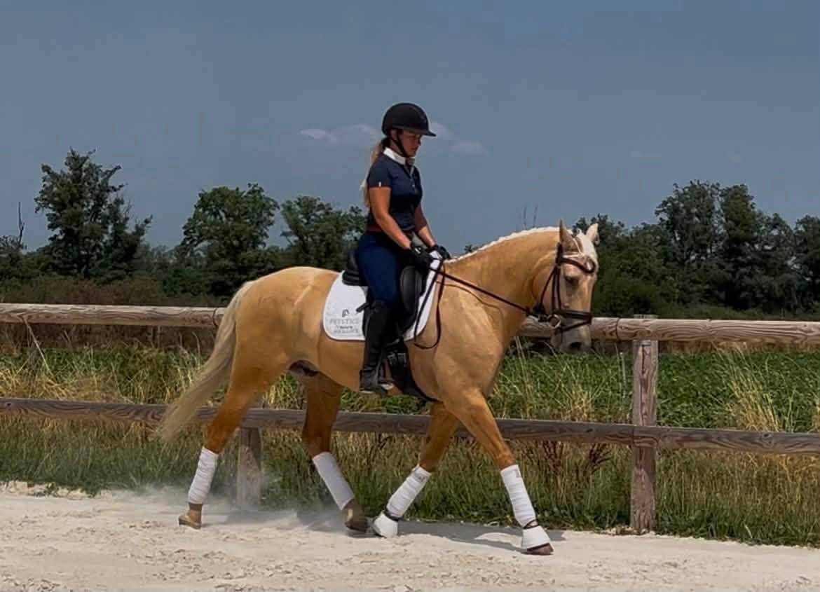 Superbe hongre 