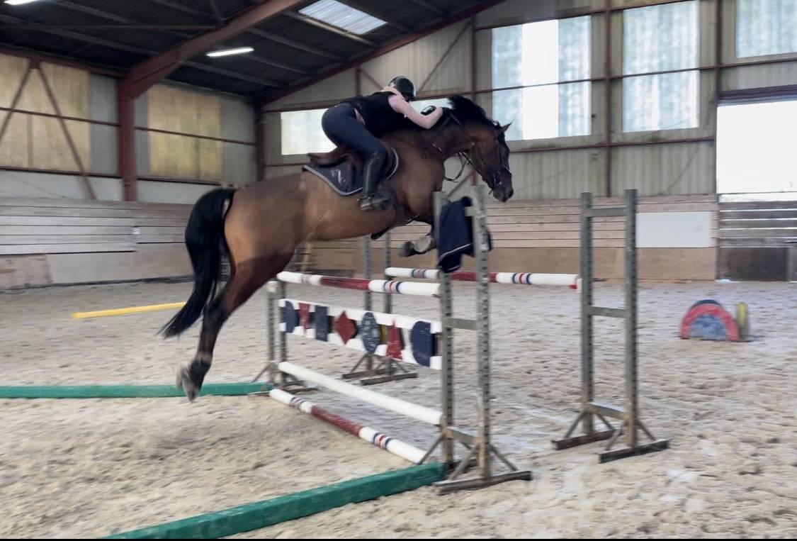 Hongre 9 ans class&eacute; 125cm