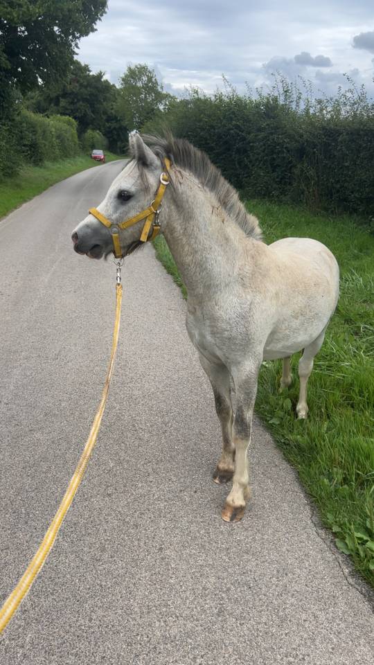 Poney de 2 ans