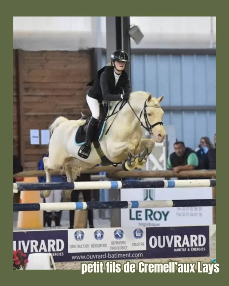 Onixio de L'Auxance PFS 2 ans