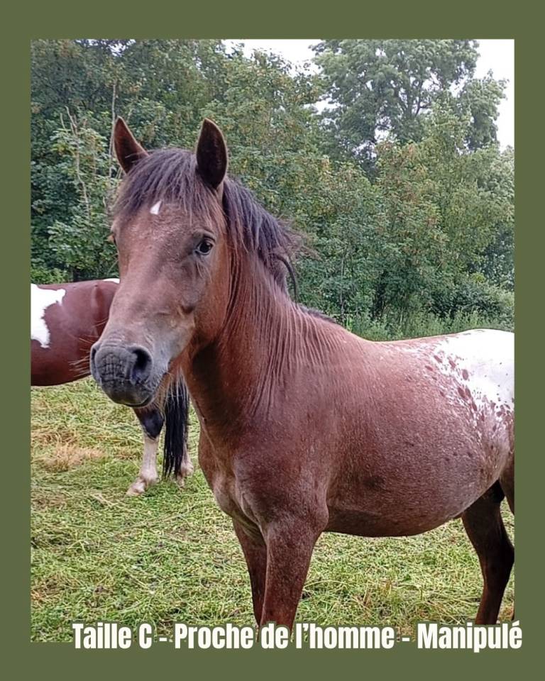 Onixio de L'Auxance PFS 2 ans