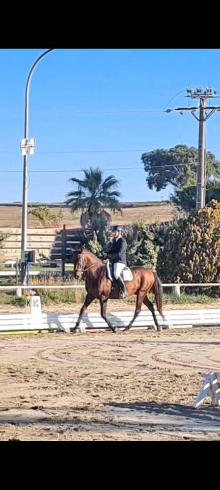 JANGO &ndash; PRE PLEIN PAPIER &ndash; 7 ANS &ndash; 1,65 M &ndash; DRESSAGE AM