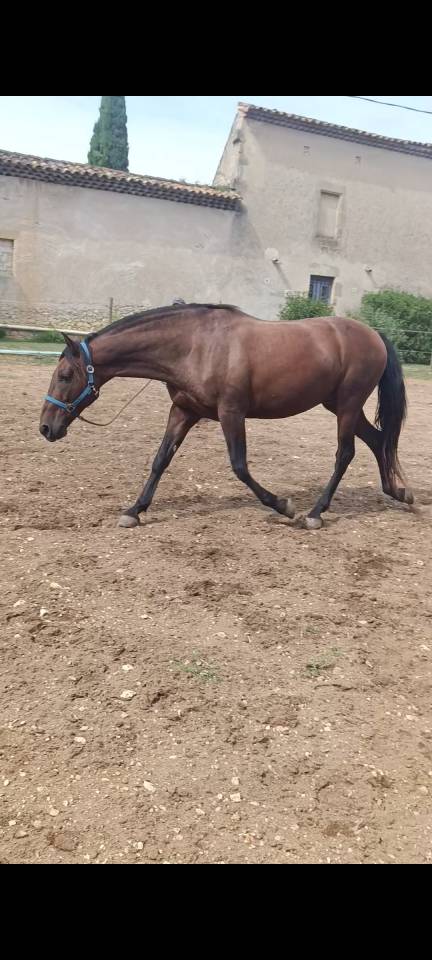 JANGO &ndash; PRE PLEIN PAPIER &ndash; 7 ANS &ndash; 1,65 M &ndash; DRESSAGE AM