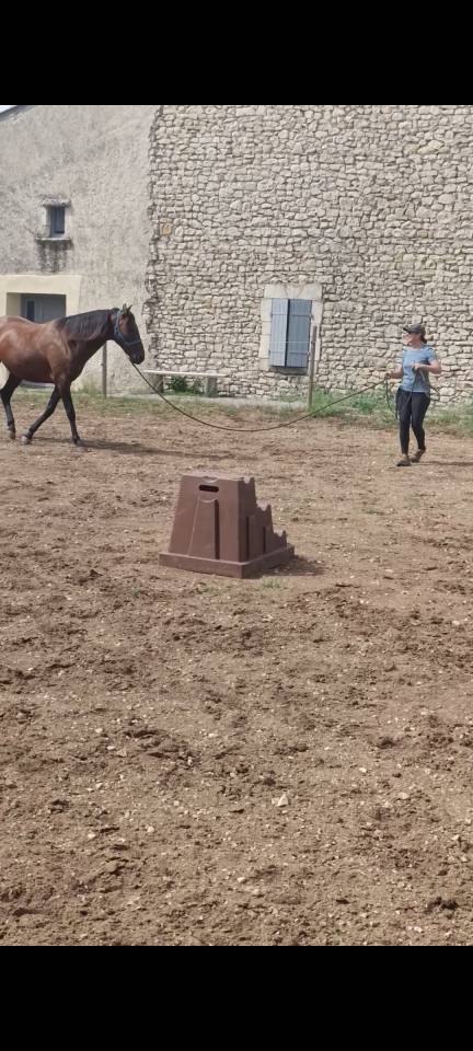 JANGO &ndash; PRE PLEIN PAPIER &ndash; 7 ANS &ndash; 1,65 M &ndash; DRESSAGE AM
