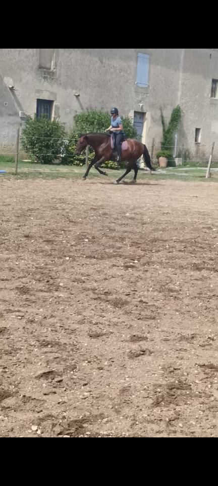 JANGO &ndash; PRE PLEIN PAPIER &ndash; 7 ANS &ndash; 1,65 M &ndash; DRESSAGE AM