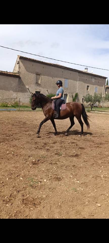 JANGO &ndash; PRE PLEIN PAPIER &ndash; 7 ANS &ndash; 1,65 M &ndash; DRESSAGE AM