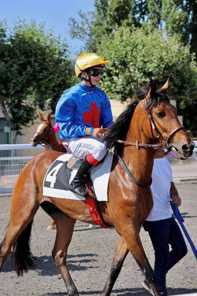Petit cheval  polyvalent 