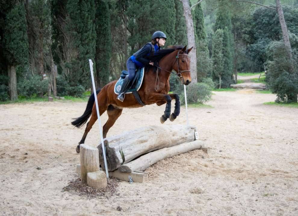 Petit cheval  polyvalent 