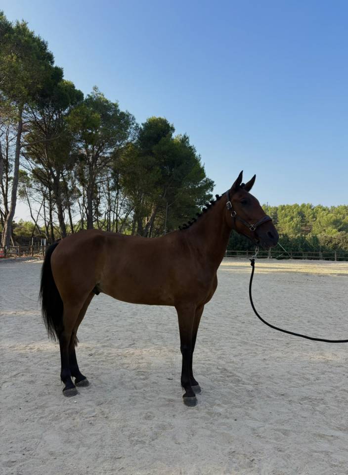 Petit cheval  polyvalent 
