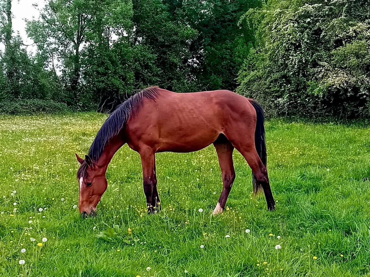 hongre 2 ans par Itoki de Riverland