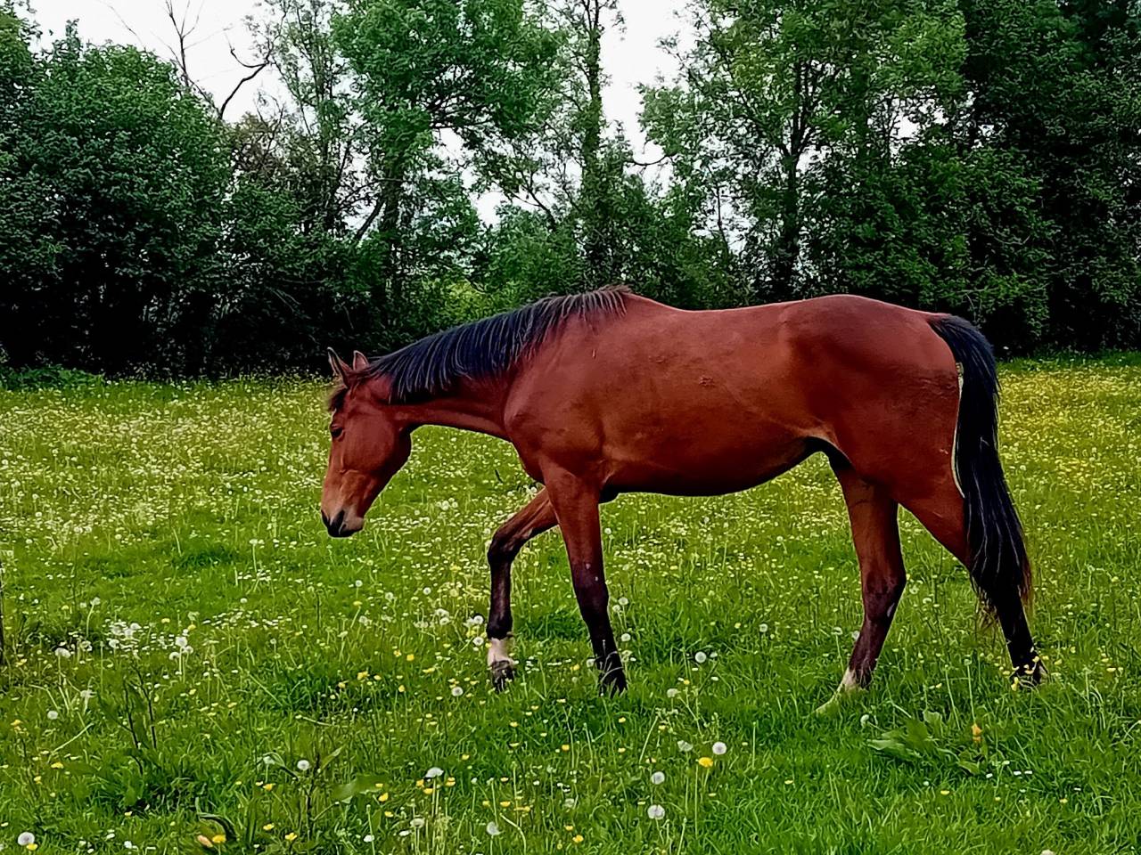 hongre 2 ans par Itoki de Riverland