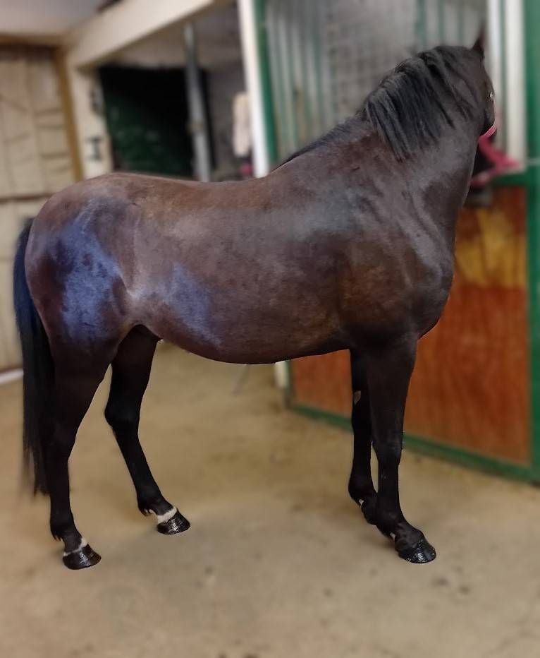 hongre PFS 4 ans non d&eacute;bourr&eacute;